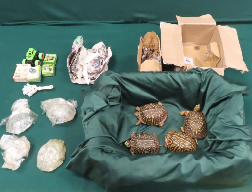 香港海關機場檢獲4隻懷疑受管制屬瀕危物種活龜